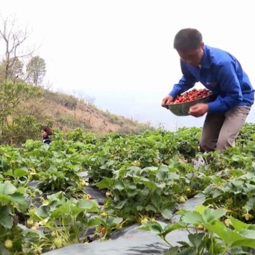 Thanh Niên Lai Châu Khởi Nghiệp, Làm Giàu Từ Trồng Trọt Chăn Nuôi